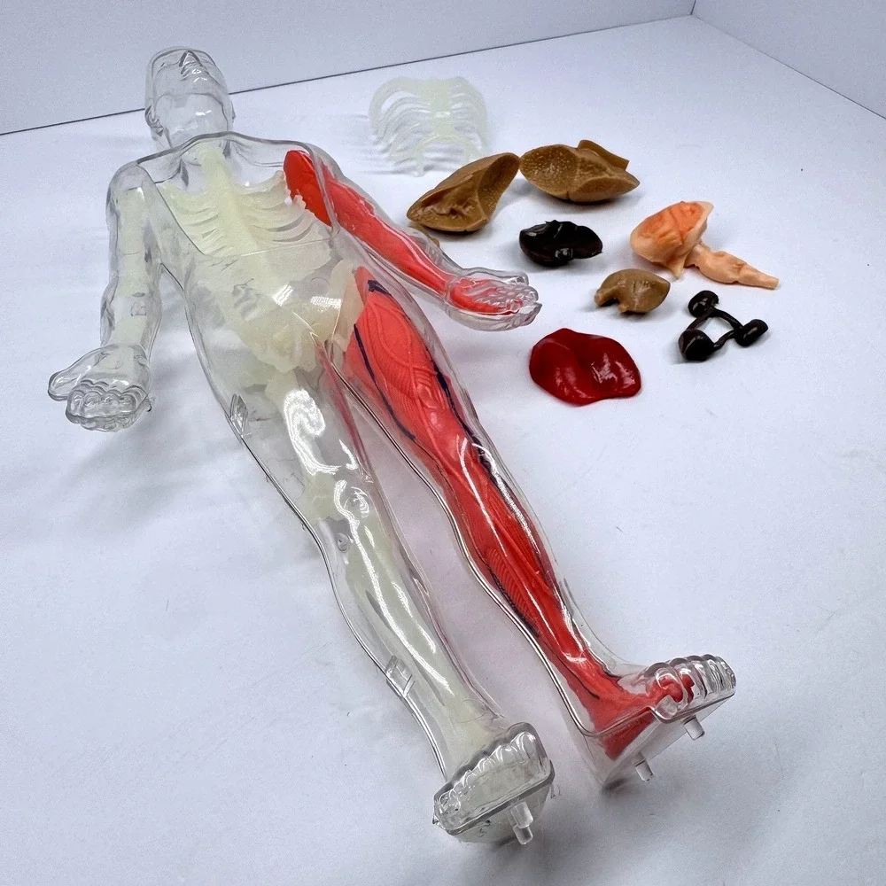 Human Anatomy Model‎ Figure Removable Organs Educational Toy Parts Incomplete